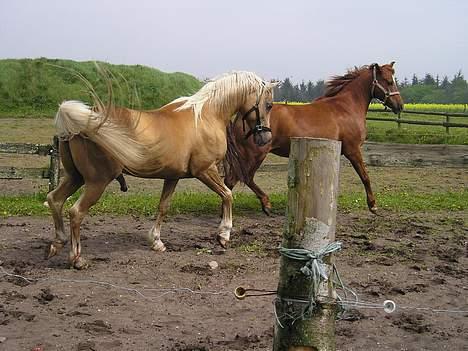 Anden særlig race Bonnie - Bonnie hos hingst billede 12