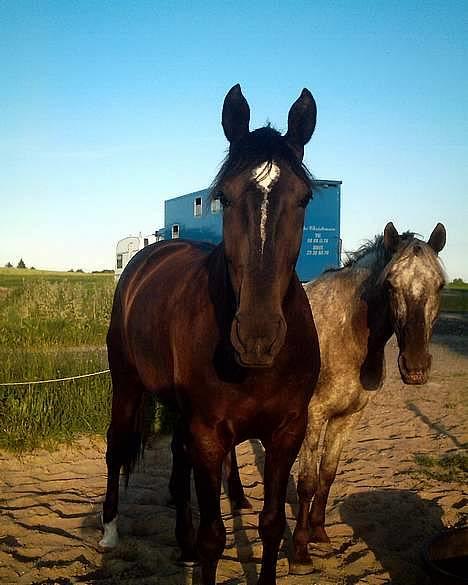 Dansk Varmblod Happy Bally (Solgt) billede 1