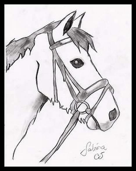 Anden særlig race Beauty Boy billede 20