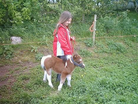 Miniature Mischa - Maria (Ibens grandkusine) går tur med mig... Jeg skal jo lære det.. billede 13