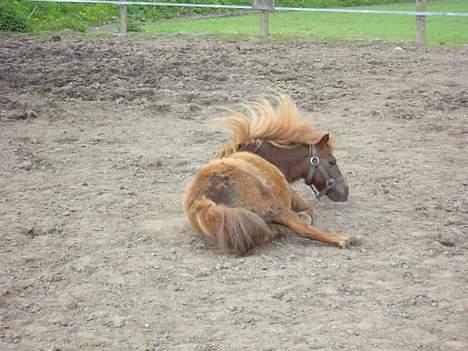 Shetlænder Naomi V. Schillig billede 8