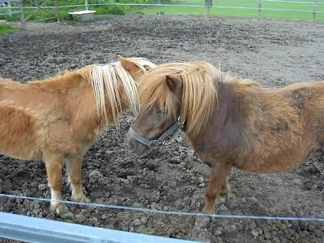 Shetlænder Naomi V. Schillig - mor og søn.. billede 9