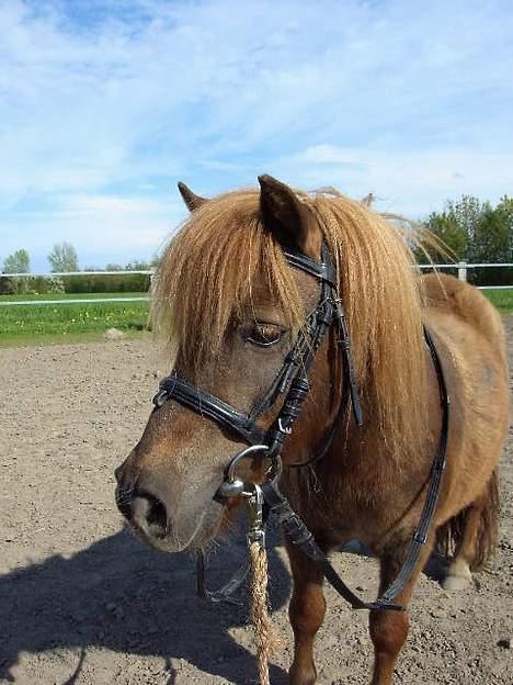 Shetlænder Naomi V. Schillig billede 10