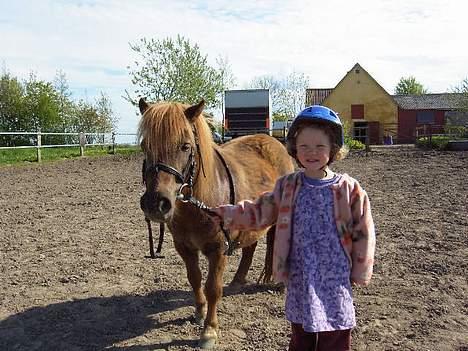 Shetlænder Naomi V. Schillig - Naomi og Mathilde... billede 11