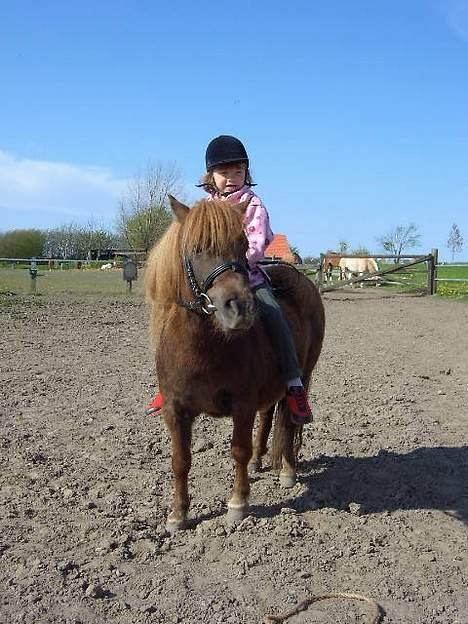 Shetlænder Naomi V. Schillig - Karoline rider på Naomi. billede 12