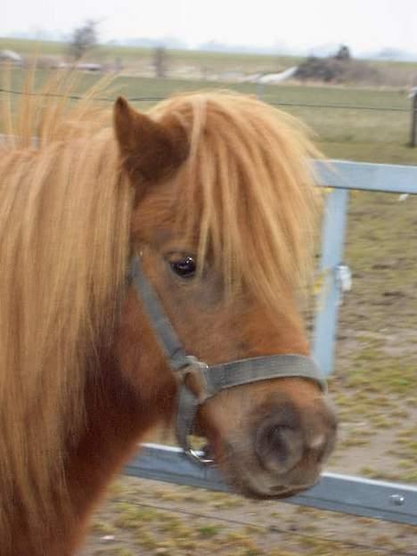 Shetlænder Naomi V. Schillig billede 13