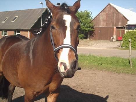 Anden særlig race Pablo - Smukke Pablo billede 1