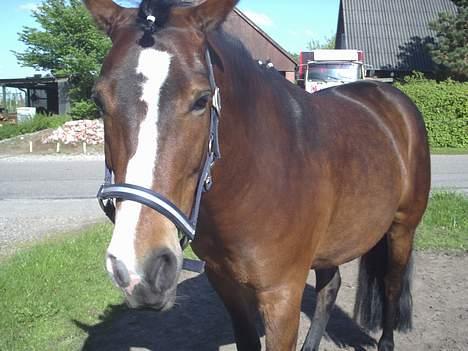 Anden særlig race Pablo - Pablo i hans egen HØJE person... billede 2