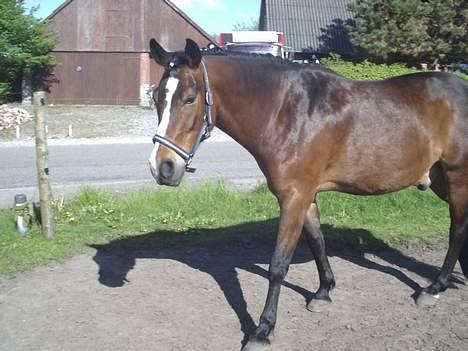 Anden særlig race Pablo billede 3