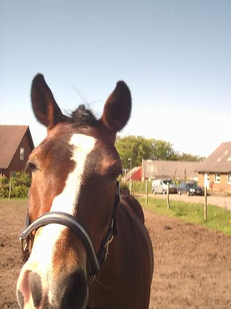 Anden særlig race Pablo billede 4