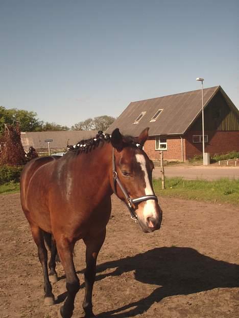 Anden særlig race Pablo billede 5