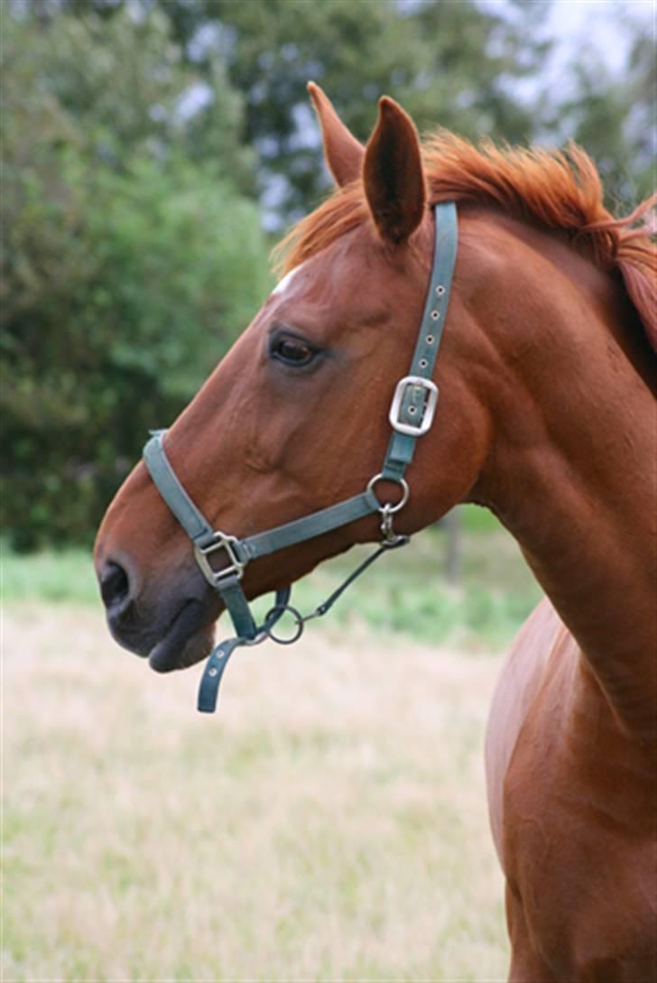 Dansk Varmblod Isabella † - Isabella på folden d. 8 september 07 billede 16
