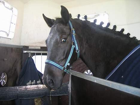 New Forest Roløkke Himalaya SOLGT - Headley venter tålmodigt i traileren billede 6