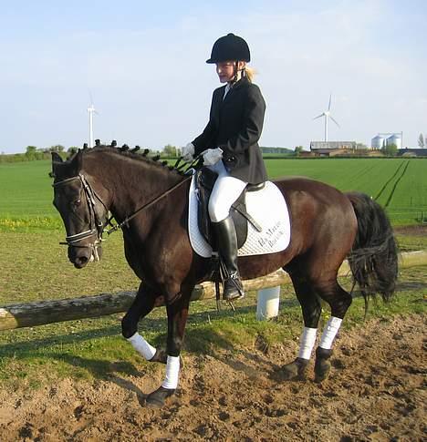 New Forest Roløkke Himalaya SOLGT - Igen en lille LA=) billede 7