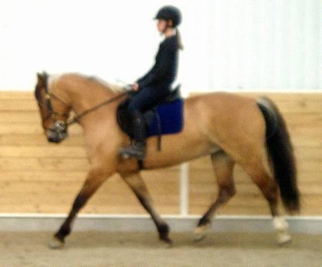 Anden særlig race Bianca  SOLGT ;) - Bianca og jeg i trav  billedet er taget d. 22 maj billede 7