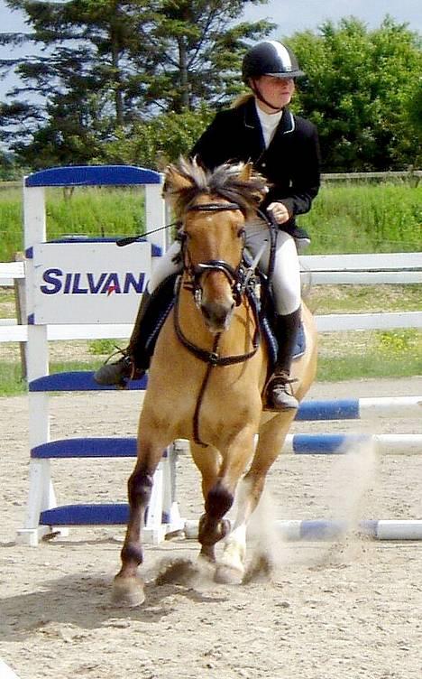 Anden særlig race Bianca  SOLGT ;) - Mie sabroe Jelle og Bianca til stævne i hsk søndag d. 19 juni  billede 8