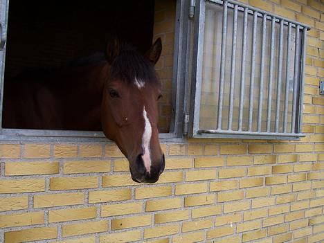 Tysk Sportspony Chemin De Royal  - Chemin De Royal :D billede 1