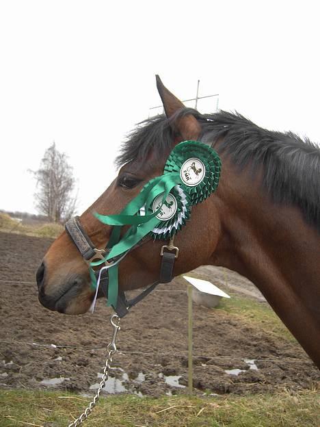 Tysk Sportspony Chemin De Royal  - FMR stævne 2 April.  billede 2