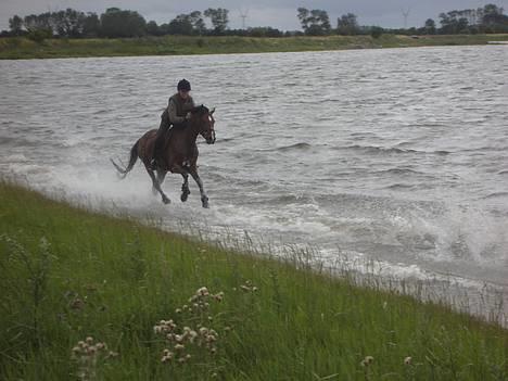 Tysk Sportspony Chemin De Royal  - Mig og Chemin ved stranden på FMR :D billede 8