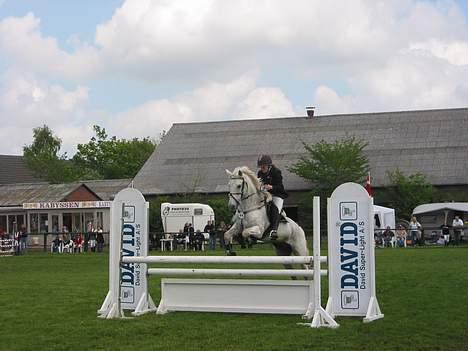 Connemara Shannon (Død) - Helt nyt det er fra den 21-22Maj var til sydjysk mesterskab billede 1