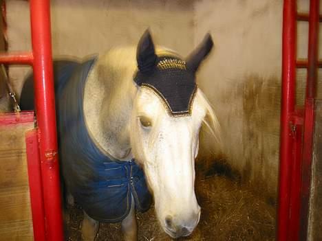 Connemara Shannon (Død) - min søde shannon billede 5