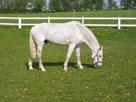 Connemara Shannon (Død) - Ihh en sød pony der går og græsser li der billede 6
