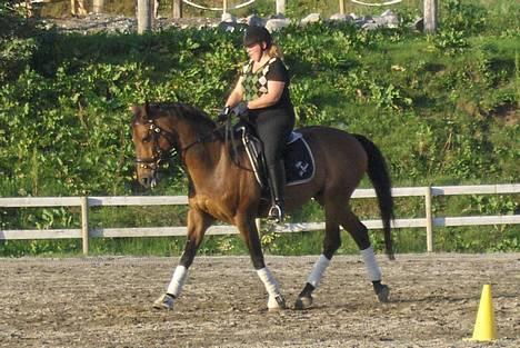 Dansk Varmblod Le Grand - Min lille hest:) billede 8