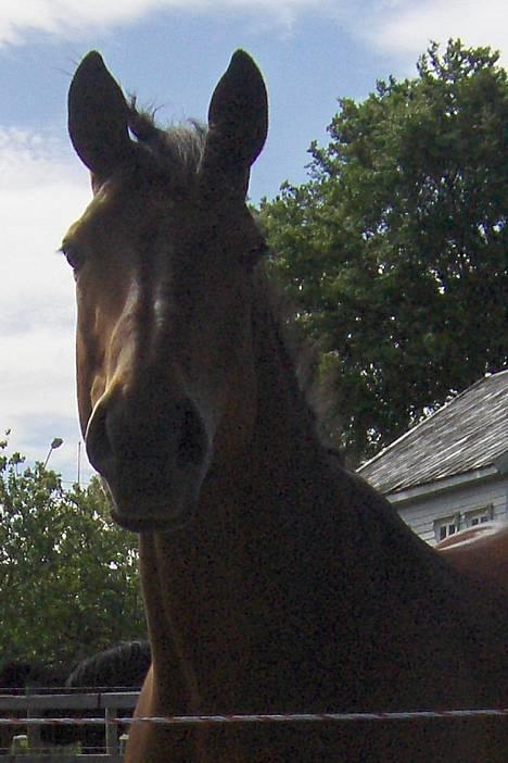 Dansk Varmblod Le Grand - grand i paddock.  er han ikke vakkr? billede 9