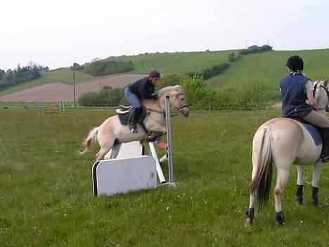 Fjordhest Rita billede 13