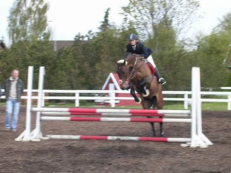 Dansk Varmblod Wonder *Død* billede 16