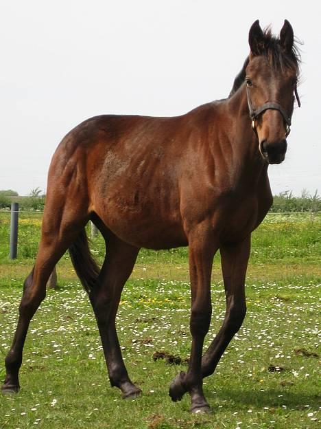 Traver Nok én Speedy (Nokken) billede 1