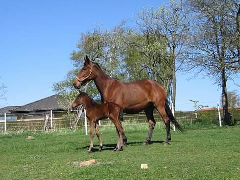 Traver Nok én Speedy (Nokken) billede 2