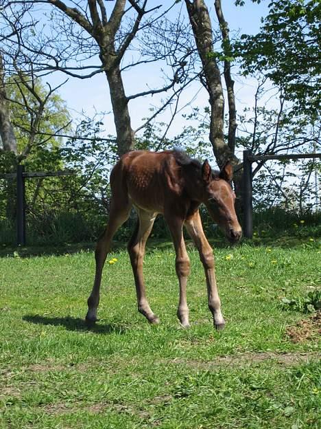 Traver Nok én Speedy (Nokken) billede 3