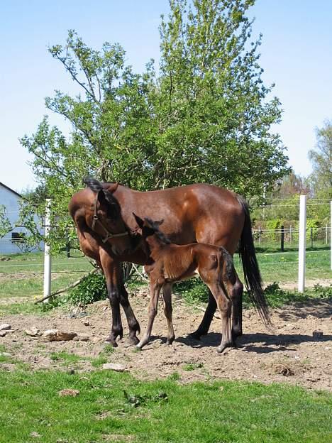 Traver Nok én Speedy (Nokken) billede 4