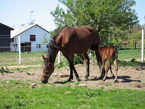 Traver Nok én Speedy (Nokken) billede 5
