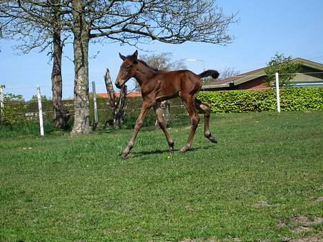 Traver Nok én Speedy (Nokken) billede 6