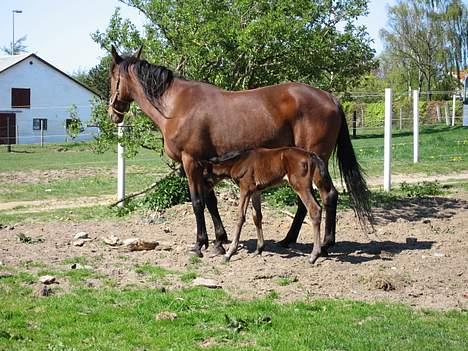 Traver Nok én Speedy (Nokken) billede 7