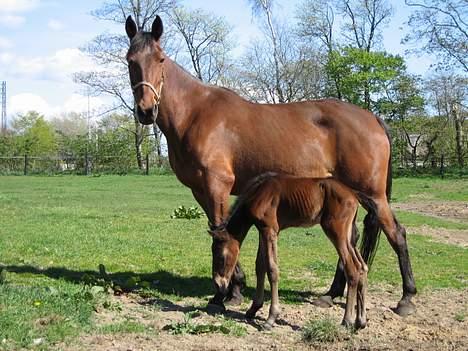 Traver Nok én Speedy (Nokken) billede 8