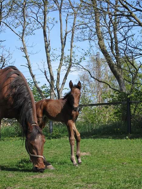 Traver Nok én Speedy (Nokken) billede 9