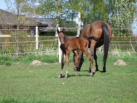 Traver Nok én Speedy (Nokken) billede 10