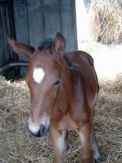 Traver Martinik Speedy billede 9