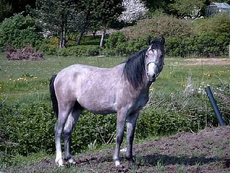 Anden særlig race Stald Speedy's Surprise - Surprise på fold! Taget d. 10. maj, 2004!  billede 7