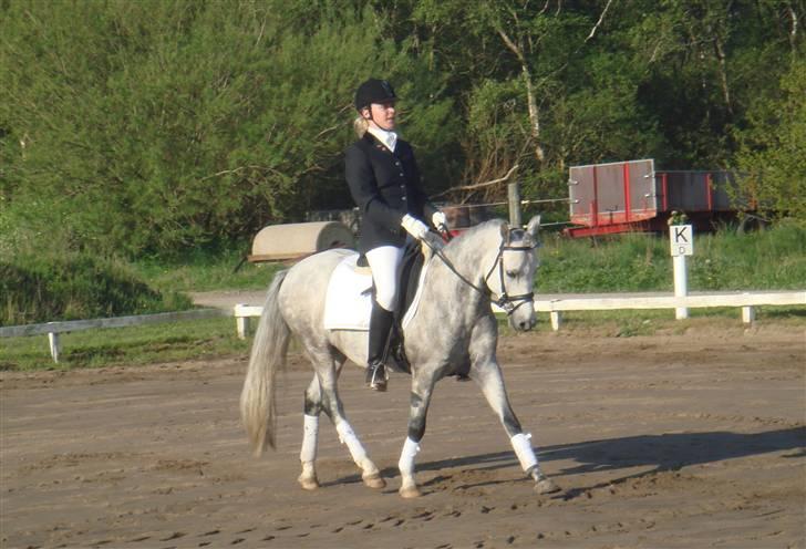 Anden særlig race Stald Speedy's Surprise billede 8