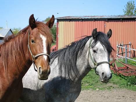 Traver Leonardo Da Speedy billede 9