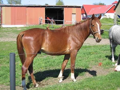 Traver Leonardo Da Speedy billede 10