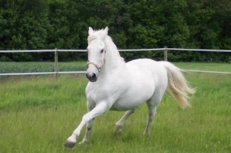 Camargue Jeva Frenogat (død) - jaja.. mini andalusier kan man jo altid ligne hehe.. billede 11