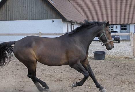 Oldenborg Charmeur  Solgt - NYT: her er min bassemand lige ude at få løbet noget af kruttet af......... er han ik (s)køn? (taget d. 12/7-2006) billede 16