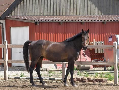 Oldenborg Charmeur  Solgt - "puha det var hårdt med den løbetur....." er han ik bare Charmerene...? (taget d. 12/7- 2006) billede 17