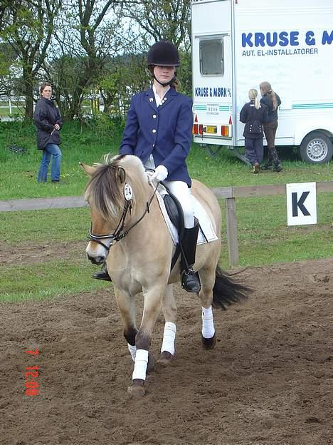 Fjordhest <"33Prins<"33 - Ude på opvarmnings banen til uvd klub stævne i maj på USR. vi red LC1 billede 9