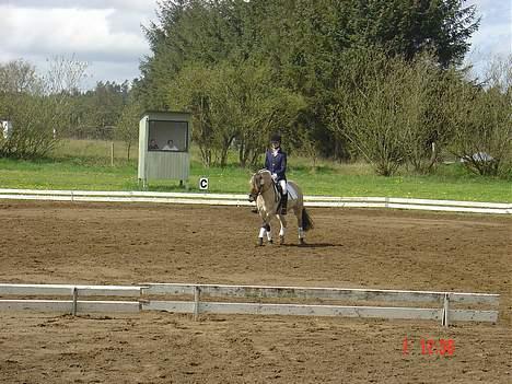 Fjordhest <"33Prins<"33 - Trav, skråt igennem ;b billede 10